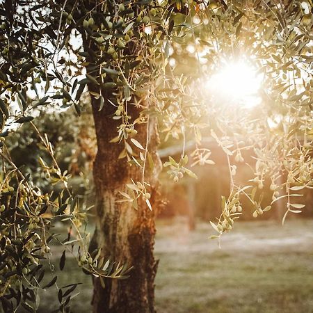 Agriturismo Podere Luchiano อเมเลีย ภายนอก รูปภาพ