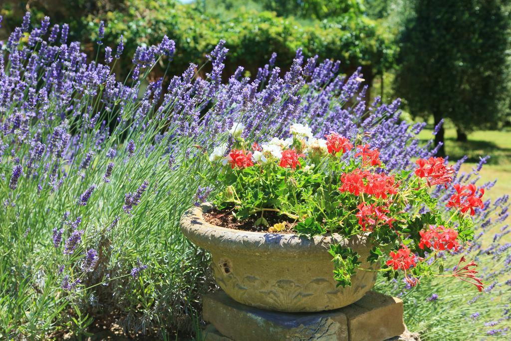 Agriturismo Podere Luchiano อเมเลีย ภายนอก รูปภาพ