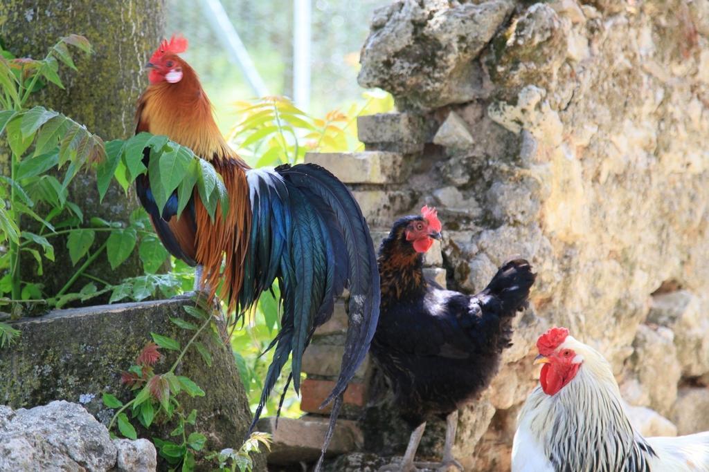 Agriturismo Podere Luchiano อเมเลีย ภายนอก รูปภาพ