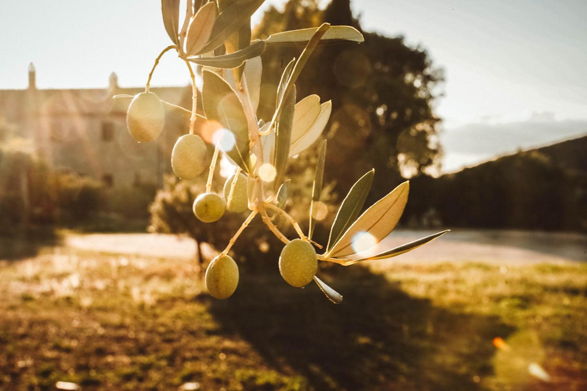 Agriturismo Podere Luchiano อเมเลีย ภายนอก รูปภาพ
